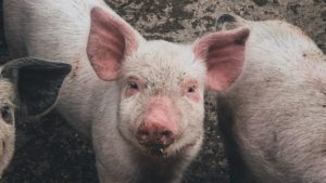 US Pork Production Drops by a Staggering 50% Amid Coronavirus Outbreak
