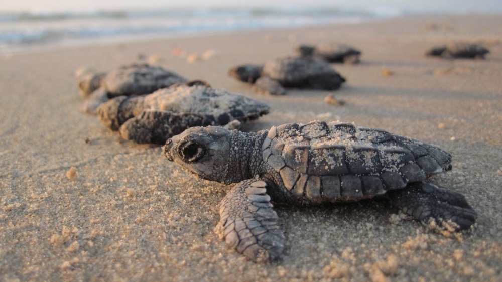Rare Thai Turtle Nests Make Biggest Comeback In 20 Years Thanks to COVID-19