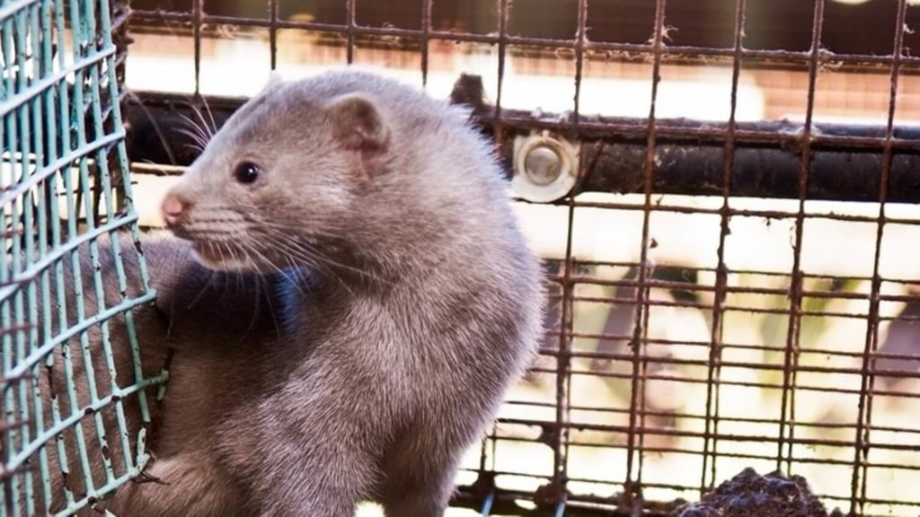 A Mink Fur Farm Is Infected With Coronavirus