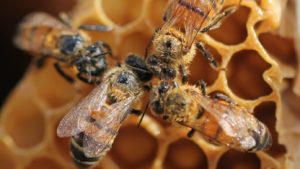 Bees Are Thriving As Pollution Levels Drop