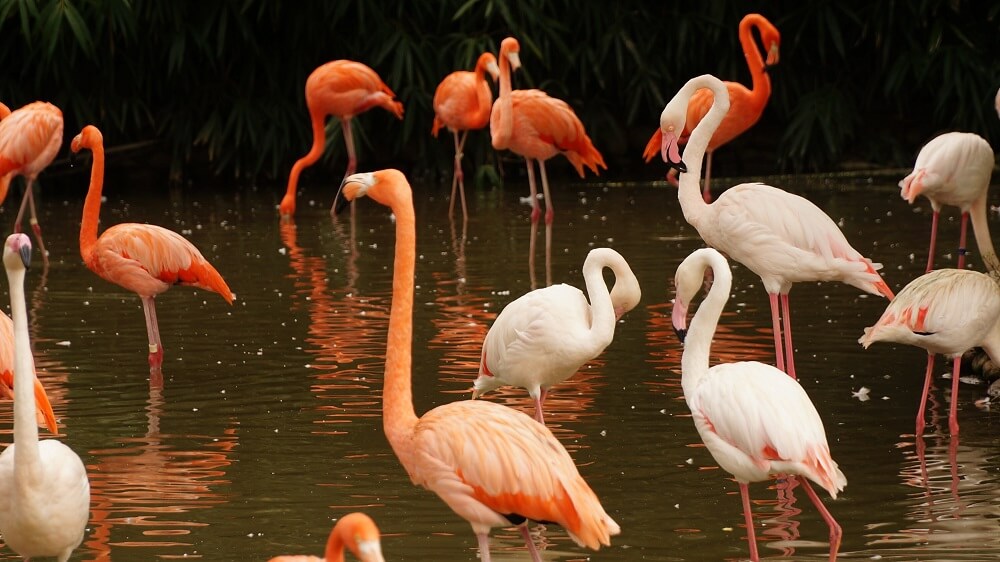 Over 100,000 Flamingos Take Over Mumbai During Lockdown