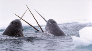 Eating Meat Is Pushing Narwhals Toward Extinction