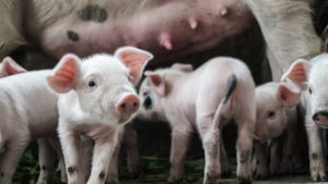 Farmers in the meat and egg industries are euthanizing and aborting animals as the coronavirus (COVID-19) causes a breakdown in the supply chain.