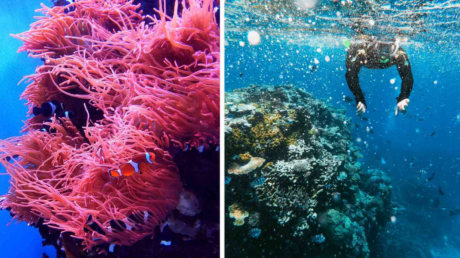 This Australian Tourism Company Is Regrowing the Great Barrier Reef