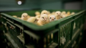 Jo-Anne McArthur Exposes Factory Farms In New Book