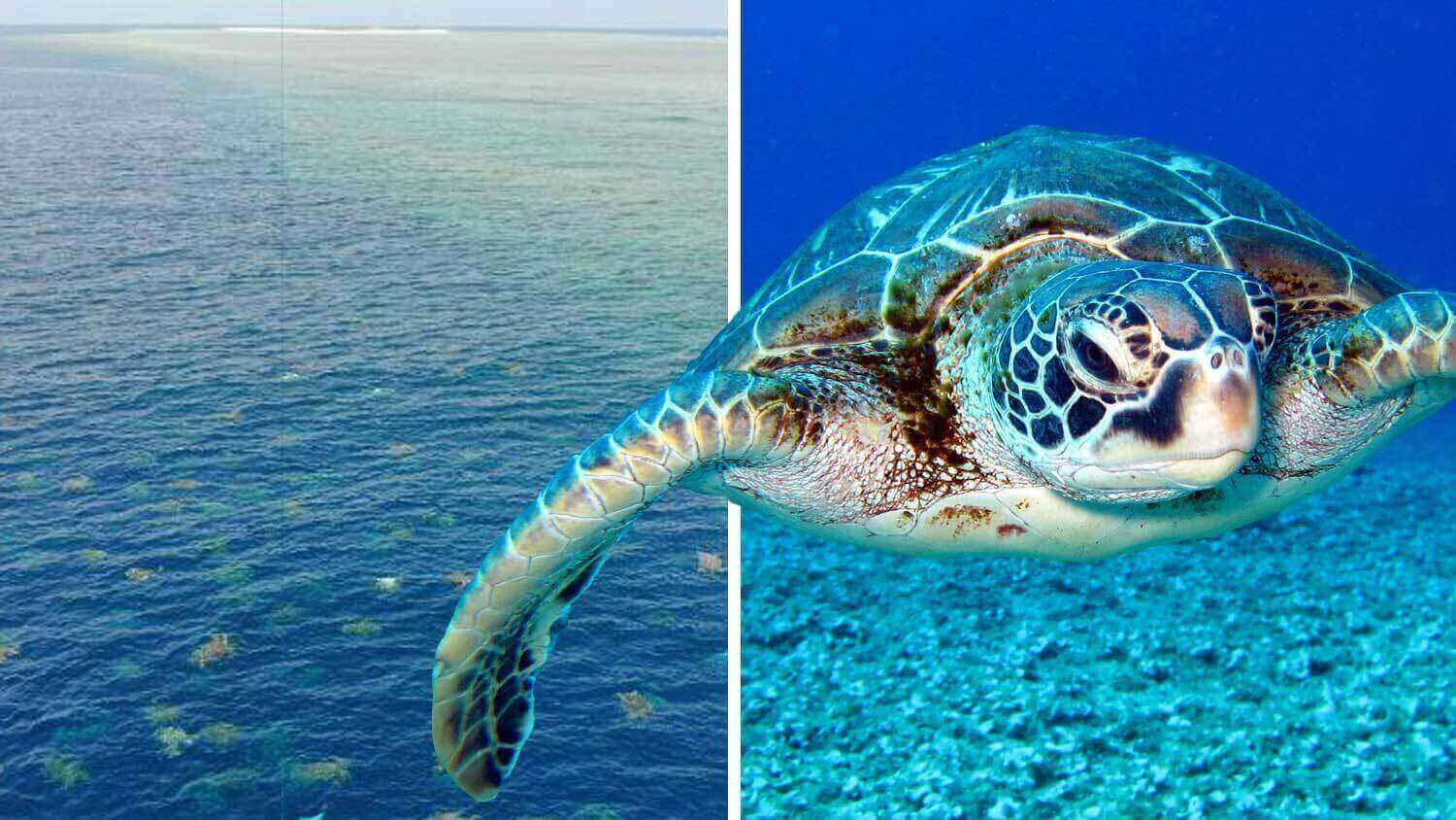 Watch 64,000 Turtles Migrating Near the Great Barrier Reef