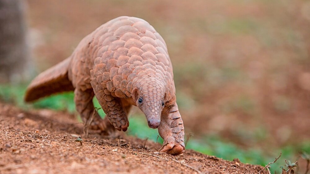 China Just Removed Pangolins From Its Traditional Medicine List