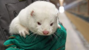 All Dutch Mink Fur Farms to Close Permanently By 2021