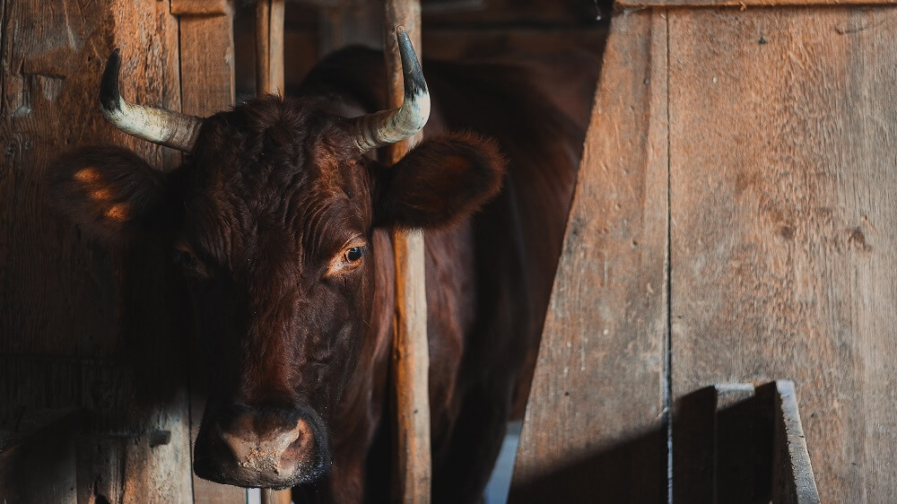 Life As a Bull Stud: What Really Happens In Cattle Breeding? | LIVEKINDLY