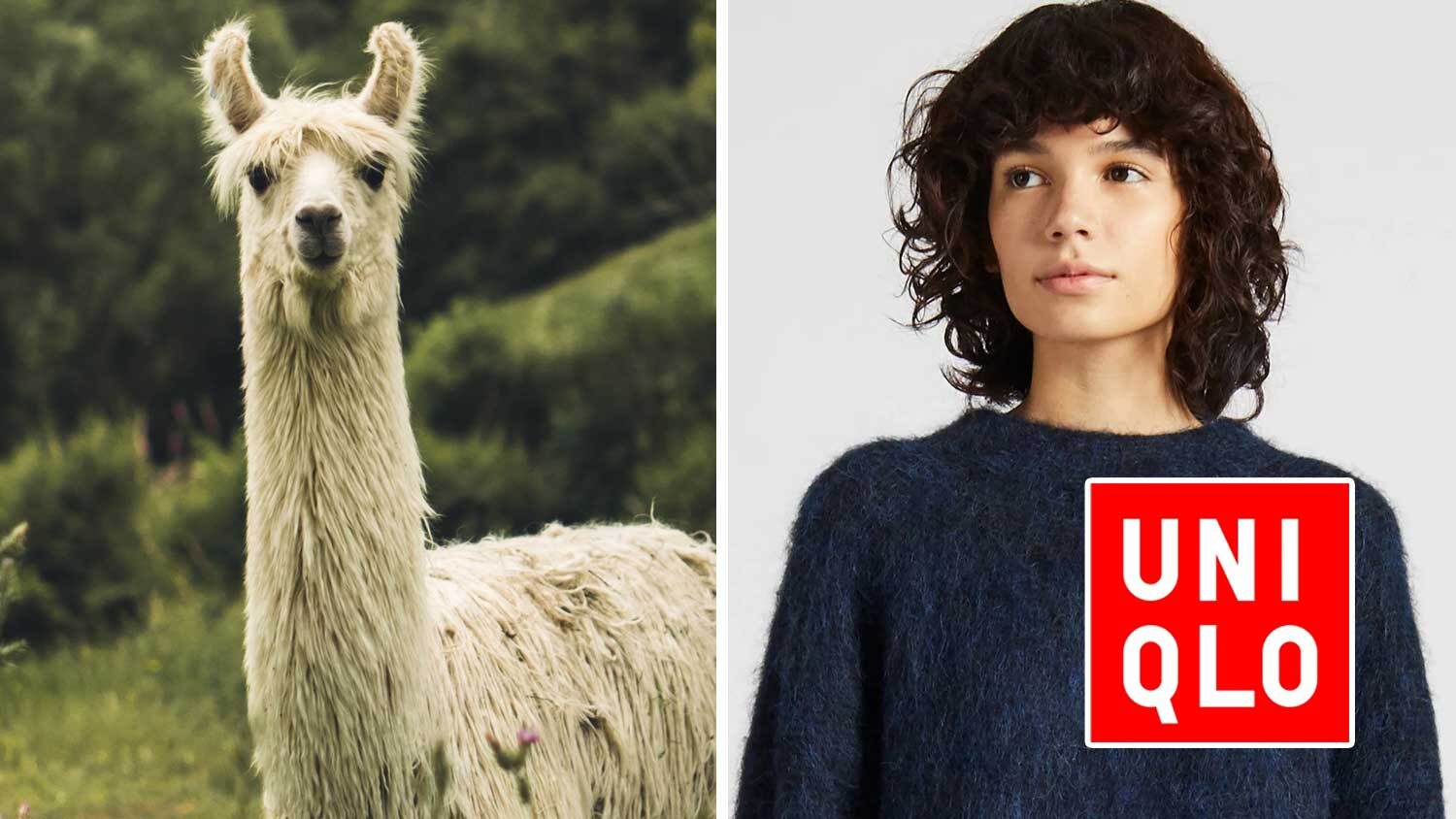 Columbia Sportswear Bans Alpaca Fleece After Seeing PETA Exposé