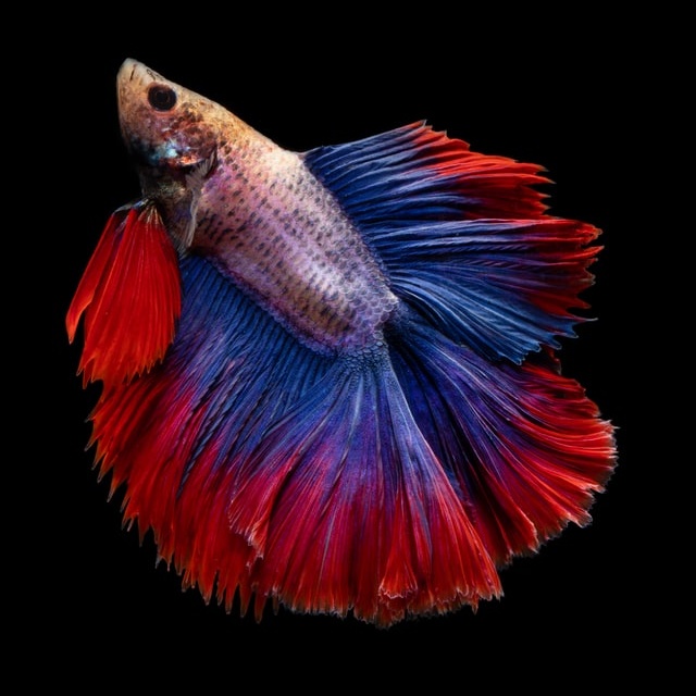 The Truth About Betta Fish: Read This Before You Buy One