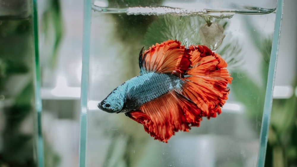The Truth About Betta Fish: Read This Before You Buy One