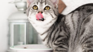Is a Vegan Diet Safe for Cats? What Every Pet Lover Needs to Know