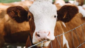 Meat and Dairy Produces More Nitrogen Than Earth Can Take