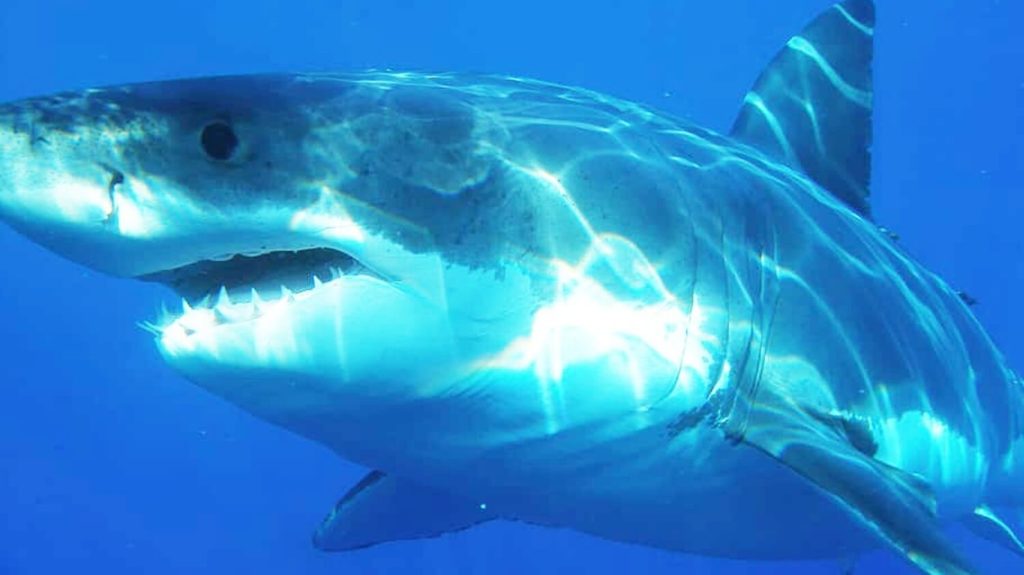 Taiwan Just Banned Fishing Great White Sharks