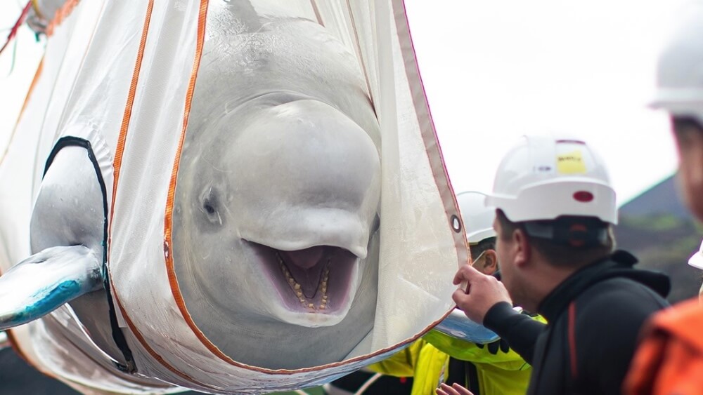 Beluga Whales Rescued From Aquarium Move Into New Sanctuary Home