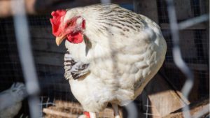 KFC Admits Its Chickens Suffer From Painful Inflammation