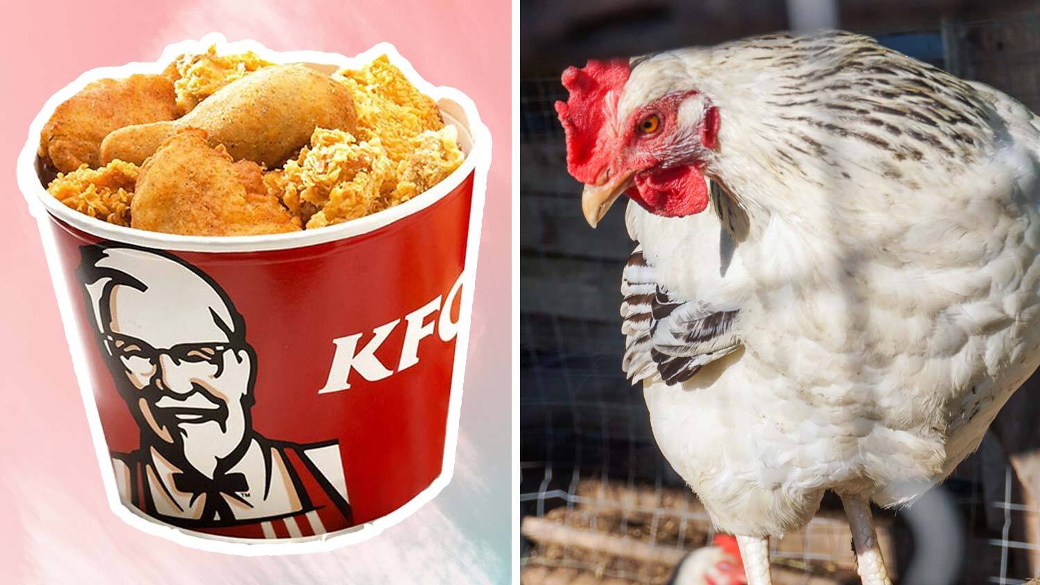 KFC Admits Its Chickens Suffer From Painful Inflammation.