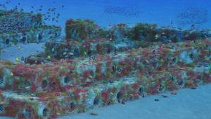 Reef Cubes: The Plastic-Free Blocks Helping to Save the Oceans