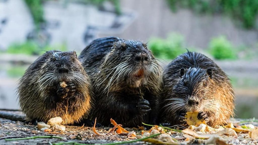 Beaver Families Win 'Right to Remain' in Devon Courts