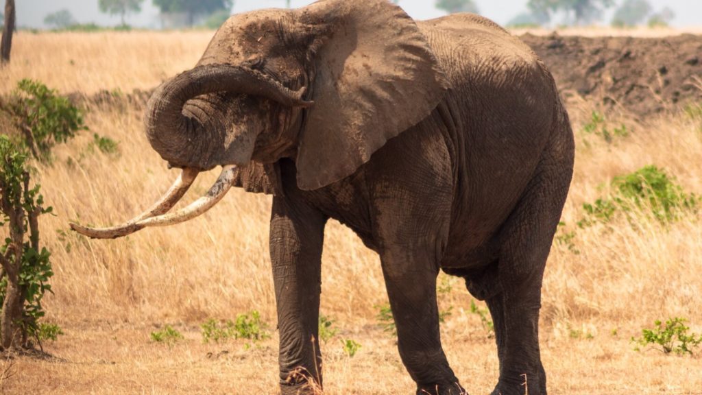 Singapore Crushes Elephant Ivory Trade With Massive Seizure