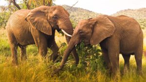 Elephant Poaching Falls By 91% in 2 Years in Kenya