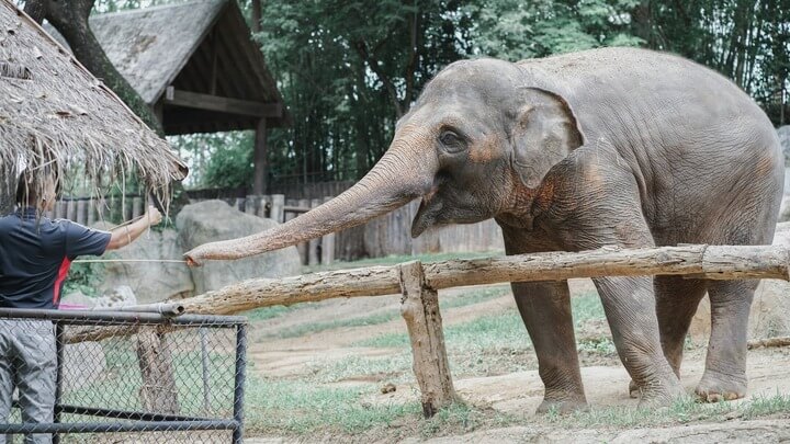 The Welfare of Thai Elephants