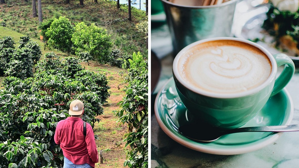 Everything You Need to Know About Sustainable Coffee