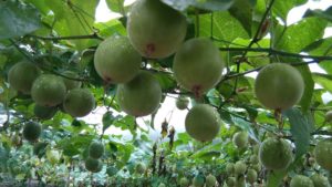 What Is Monk Fruit, and How to Cook With It