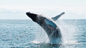 New Technology Can Save the Whales from Ship Collisions