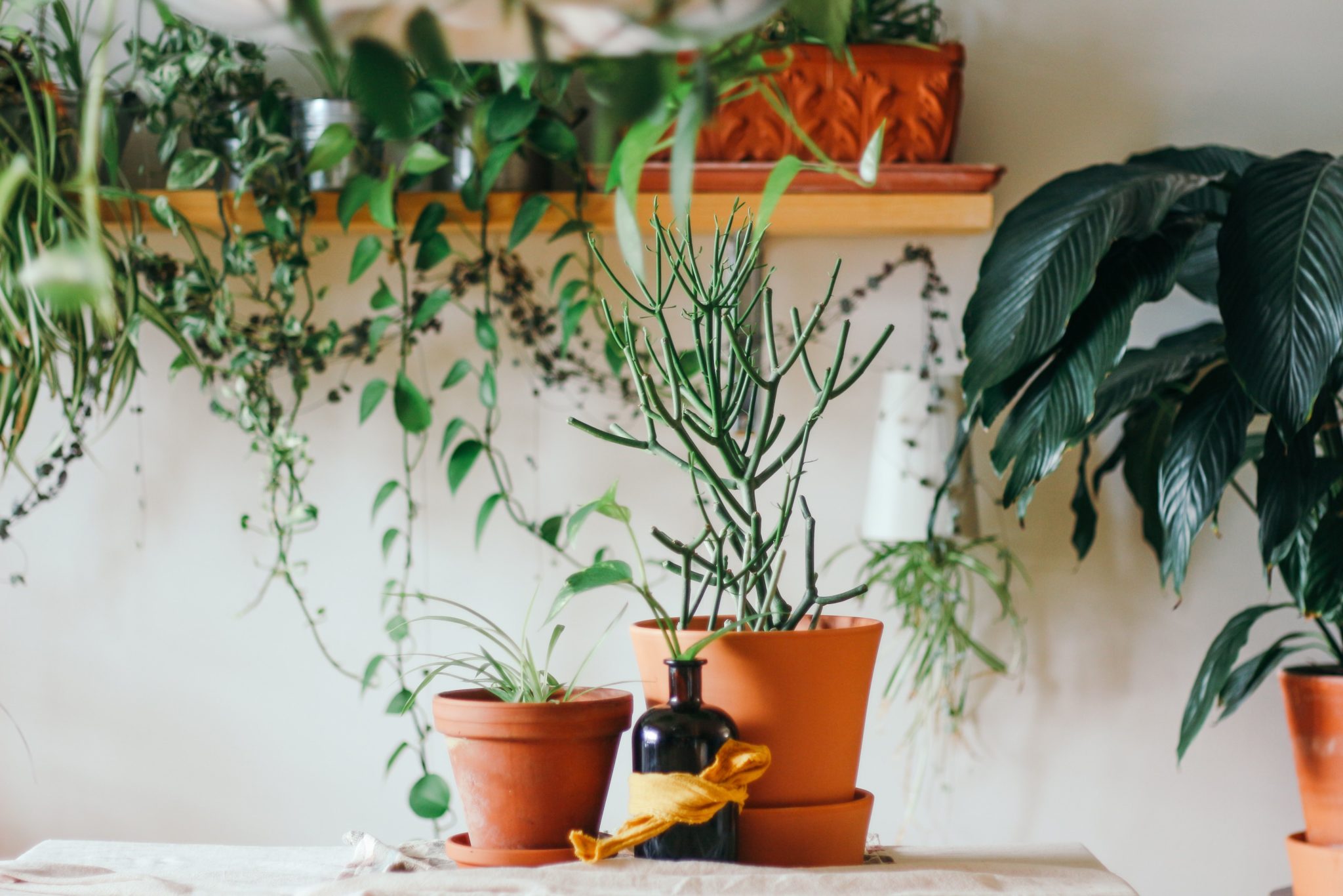 How Plants Can Improve Your Mental Health