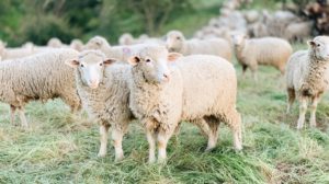 New Plans Will Ban Live Animal Exports in the UK