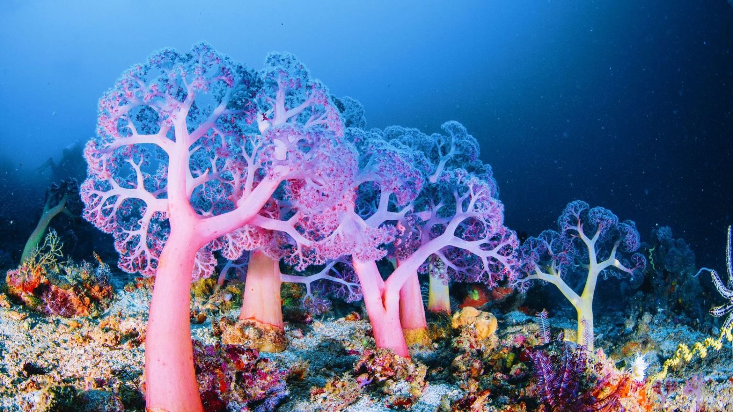 ocean underwater reef