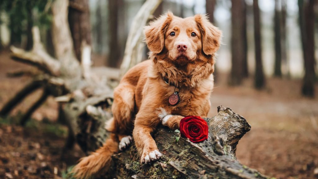 7 Valentine's Day Gifts for Dogs (They're Vegan!)