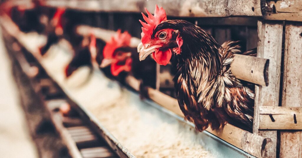 Nestlé and Unilever Vow to Free Hens from Cages