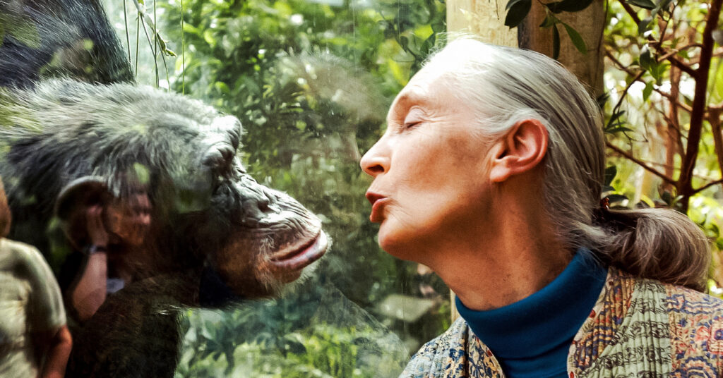 Jane Goodall - AnineSarahjane