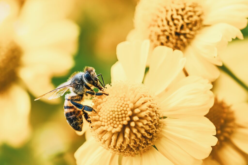Mini Hotels, Bus Shelters, and 5 Other Initiatives Saving the Bees