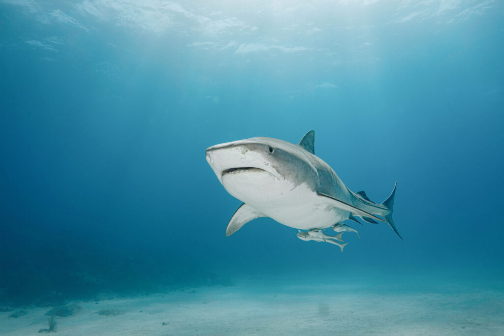 Why We Need Sharks, Maybe Even More Than Trees