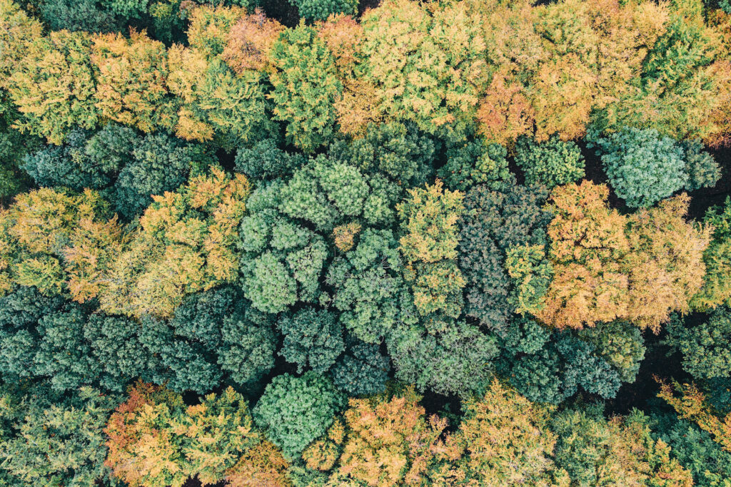 Woodland shot from above, contrasting greens, oranges, and yellows. Passive rewilding by jays and squirrels is good news for the climate.