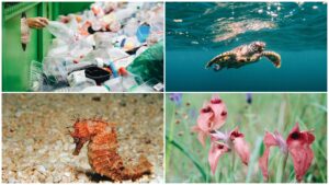 Four-way-split image featuring recycling, a sea turtle, a seahorse, and orchids (L-R clockwise).