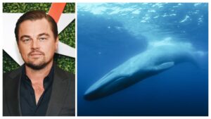 A whale diving underwater split with Leonardo Dicaprio