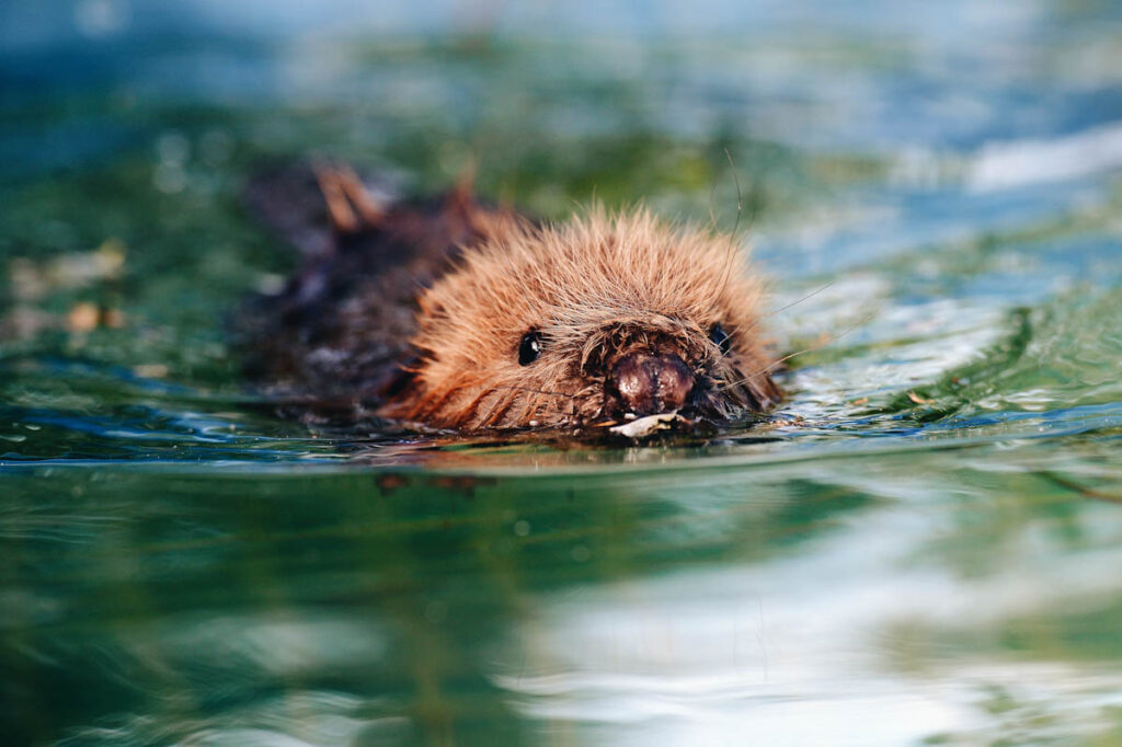 Photo of three month old beaver Momo swimming at Klein Offenseth-Sparrieshoop wild animal facility.