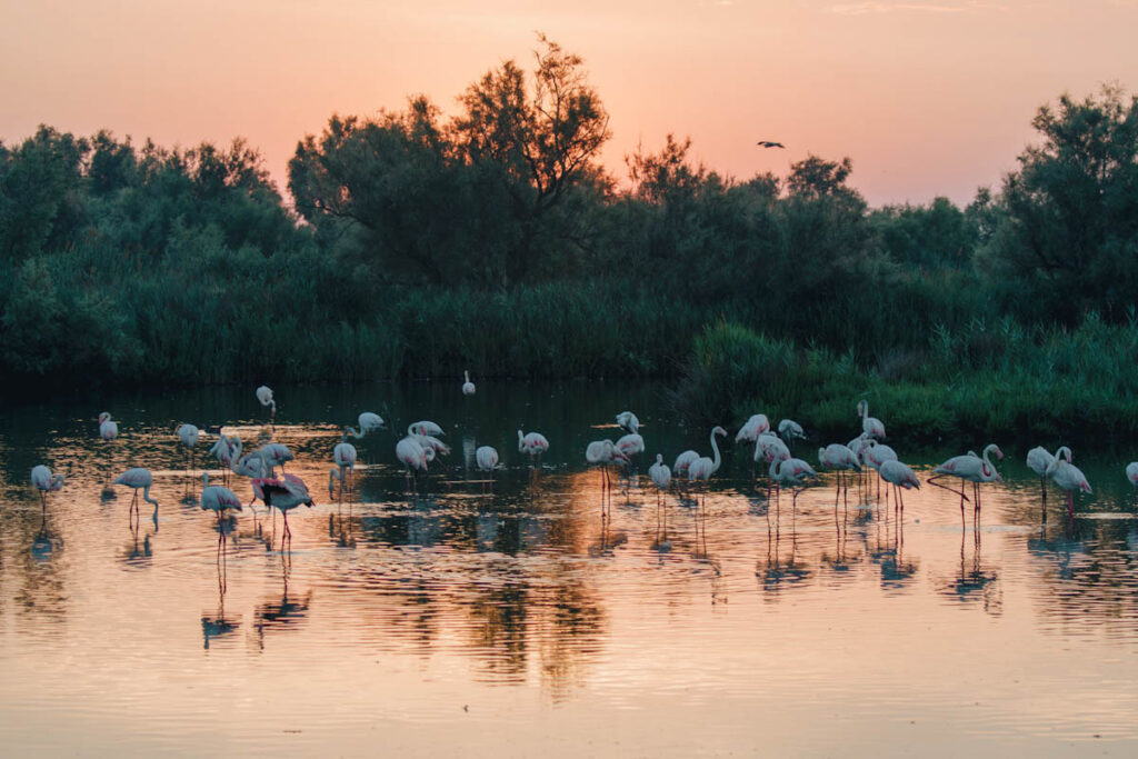 Photo of greater flamingoes in water at sunrise in a southern France UNESCO designated biosphere reserve.