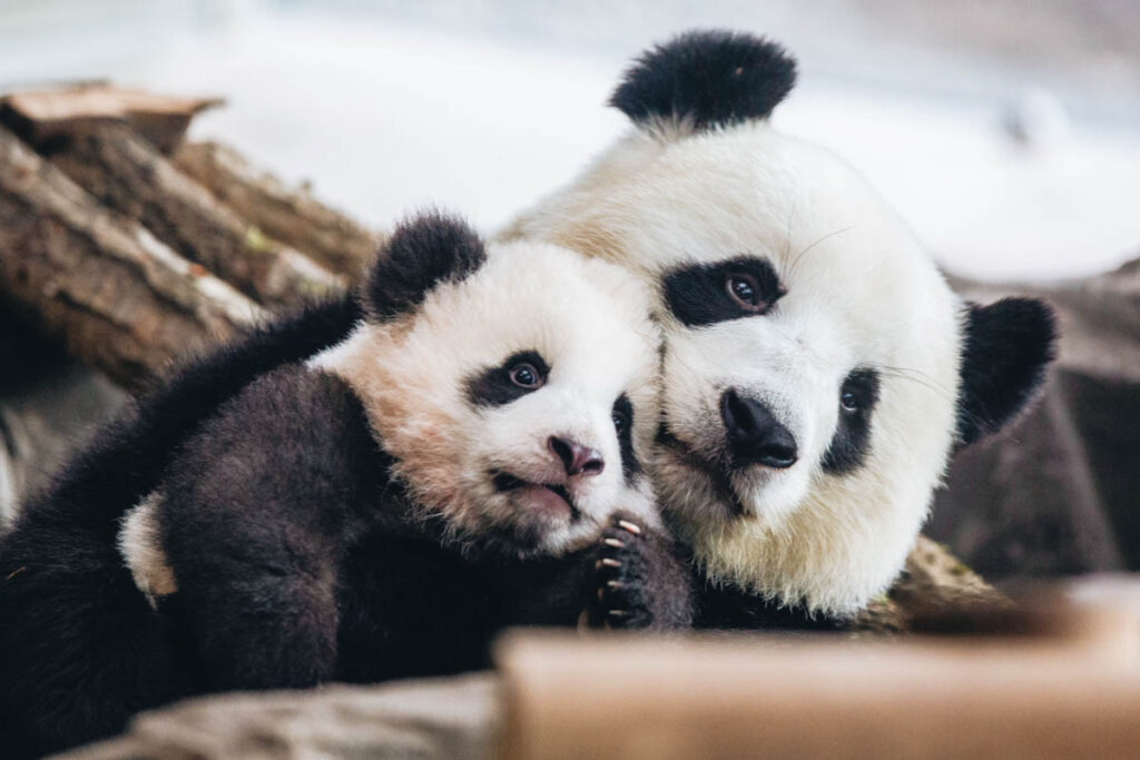 Photo of one of Zoo Berlin's young panda cubs with his mother, taken in 2020. As of this month, giant pandas are no longer endangered in the wild.