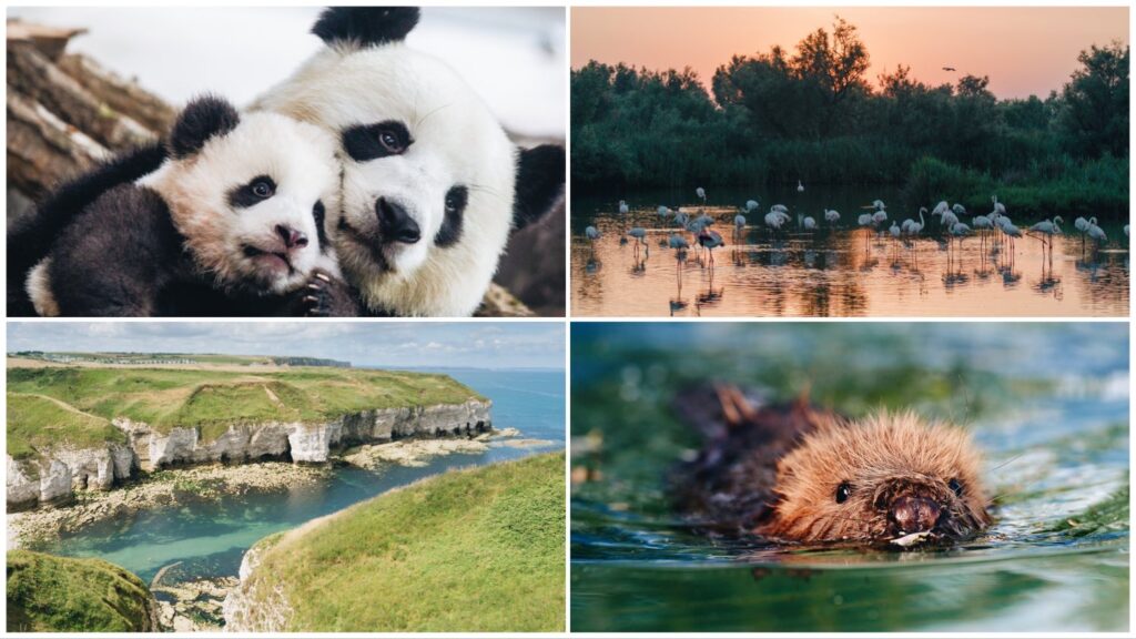 Four-way split image of a panda and her cub (top left), flamingos at dawn (top right), a cove in England (bottom left), and an otter kit (bottom right).