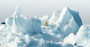 A polar bear walking through snow and blocks of ice.