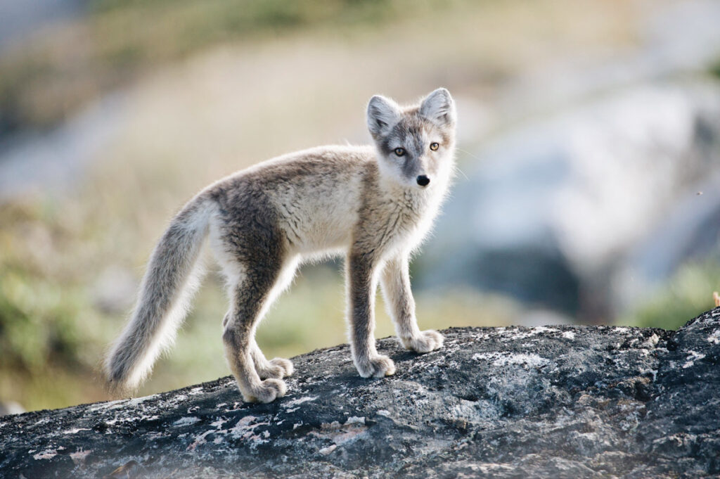 Photo features a grey fox. Another huge animal welfare law of 2021 was Estonia's ban on fur farming.