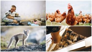 Four-way split image shows Volkan Koc sheltering with stray dogs (top left), free range chickens (top right), a grey fox (bottom left), and kittens in an open window (bottom right).