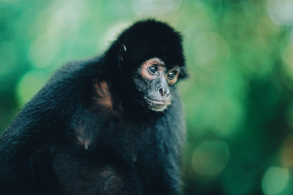 Photo of a spider monkey.