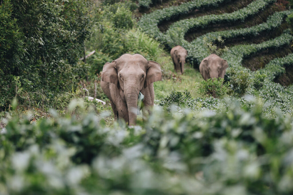 Photo features China's roaming elephant herd as they reach Ning'er County.